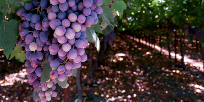 grapes