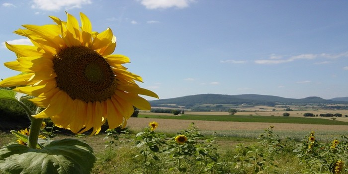 agricoltura+girasole