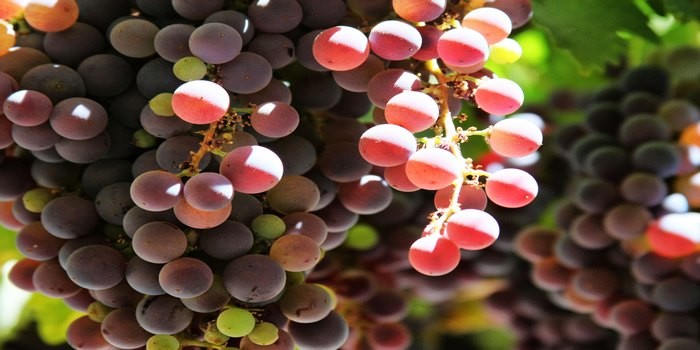 Grapes of Chile