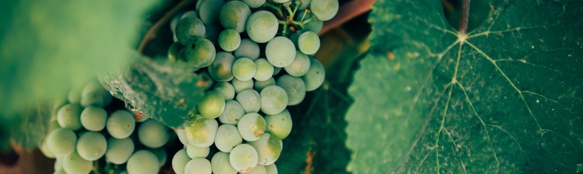 grapes-1245739_1920