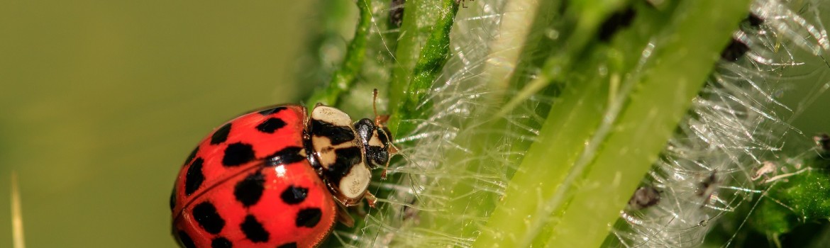 ladybug-3442106_1920