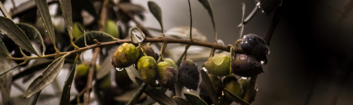 olives-4567293_1920 (1)